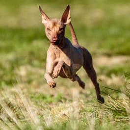 Naked Dog Breeds: Unveiling Their Unique Charm