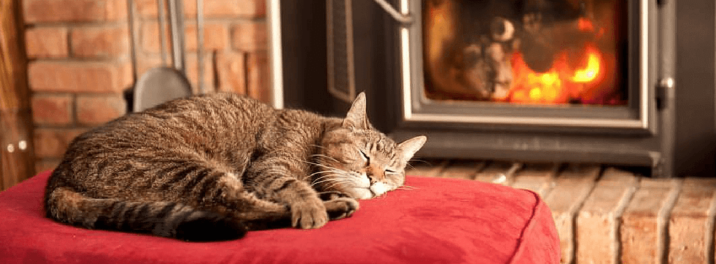 Cats and winter - how to make them comfortable