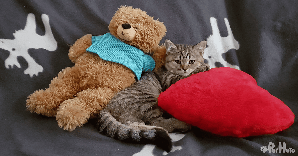 Kitten Starter Kit Checklist What You Need For A New Kitten Pet Hero