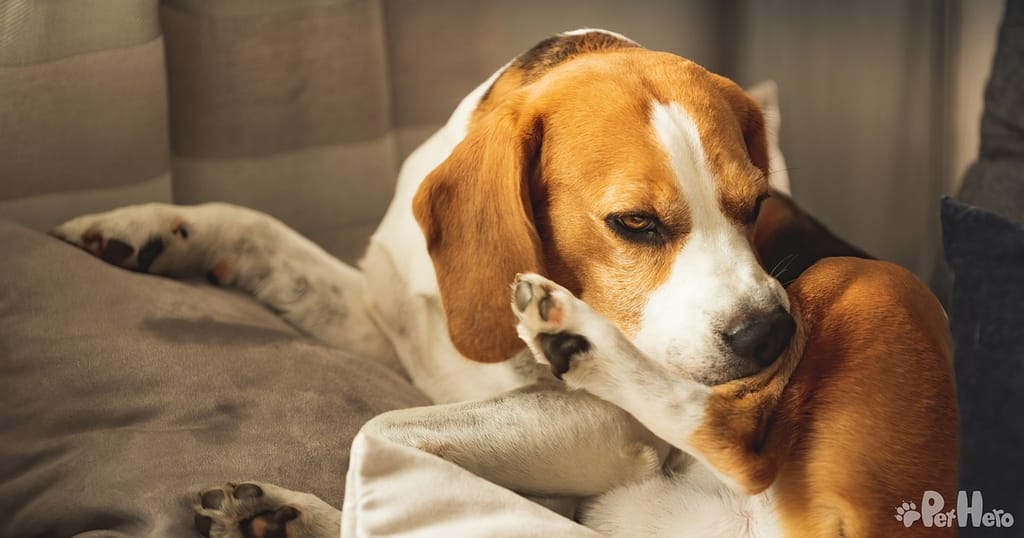 Beagle food allergies best sale