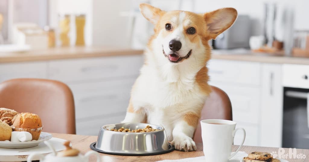 The (Almost) Complete Guide To Dog Nutritional Requirements | Pet Hero - Grazing Requirement For Dog Health