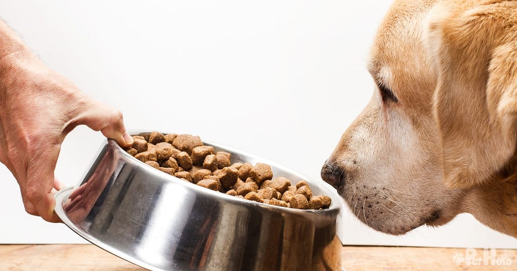 Common foods dogs are allergic outlet to