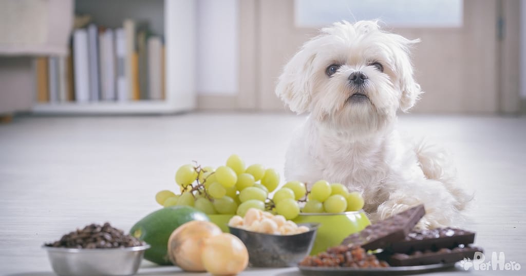 Not to feed clearance dogs