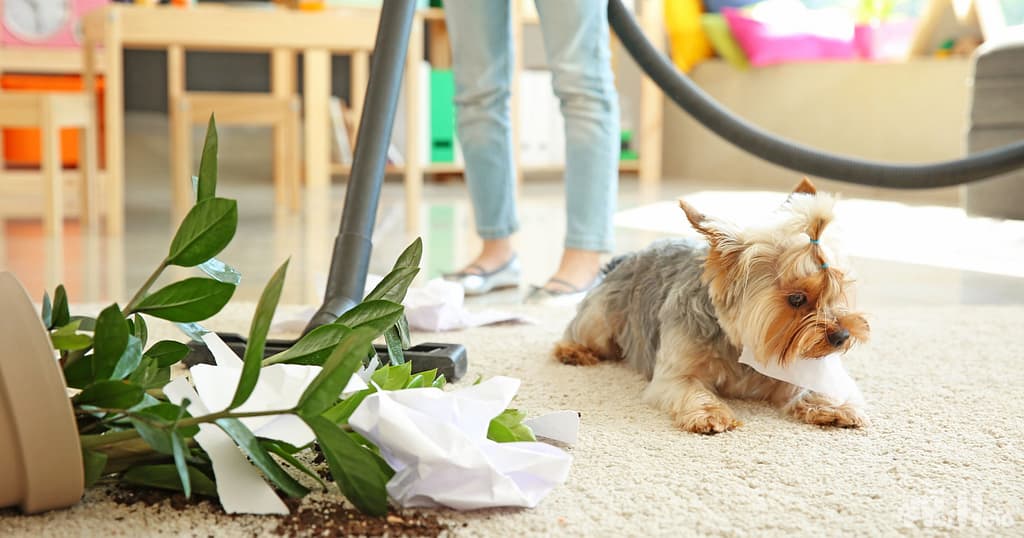 What Are The Best Cleaning Products For The House With Pets Pet