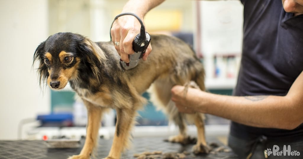 Is It Okay To Shave Your Dog In Summer? Pet Hero