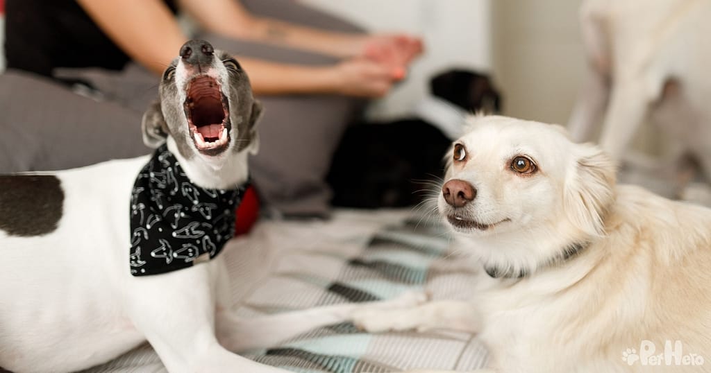 How To Stop Your Dog From Barking At Strangers And Barking At You For