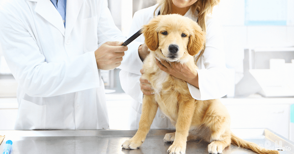 Why Is My New Puppy Crying? And Other Questions For The Vet