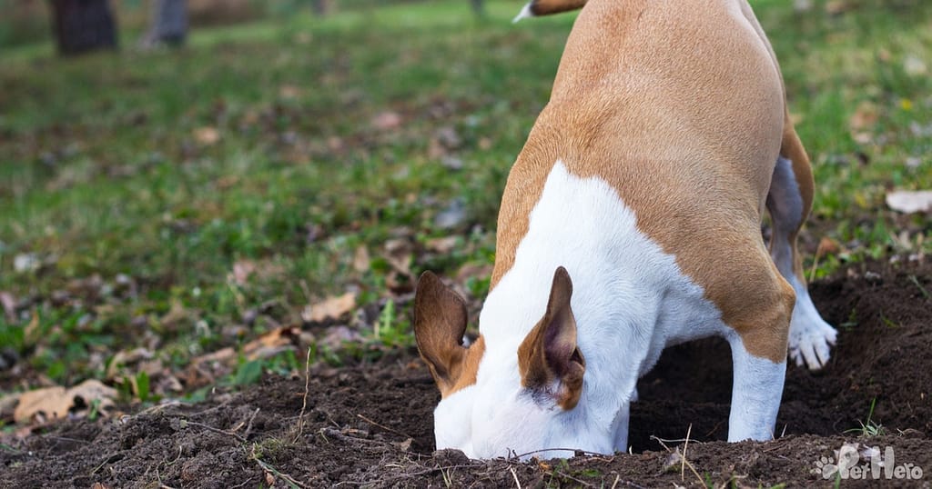 What Breed Of Dog Digs Holes