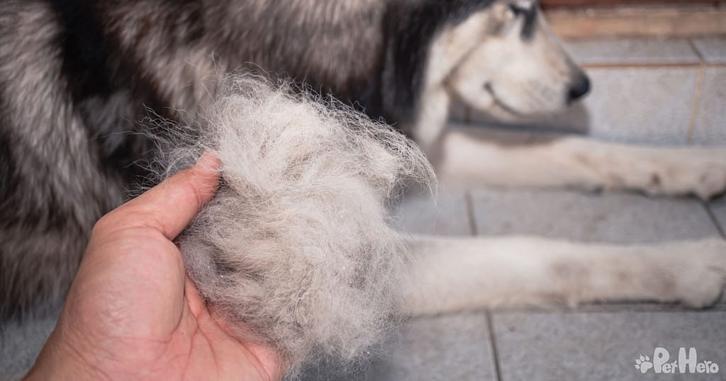 5 Reasons Dogs Lose Their Hair And How To Stop It Pet Hero