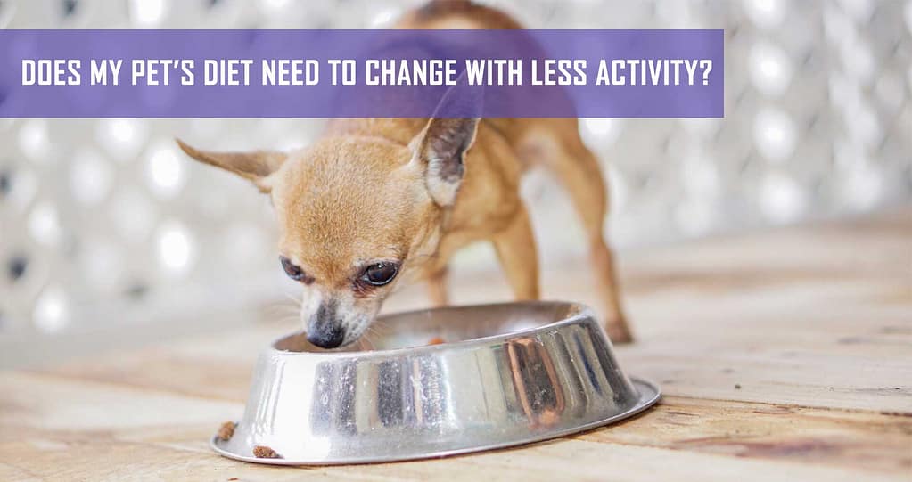 Does My Pet’s Diet Need To Change With Less Activity? | Pet Hero
