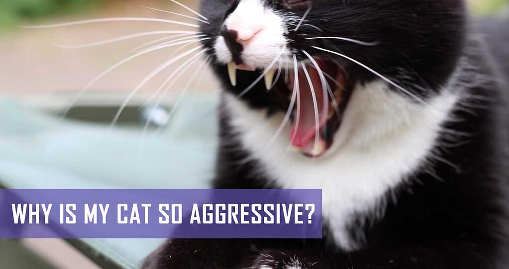 Why Is My Cat So Aggressive? Pet Hero