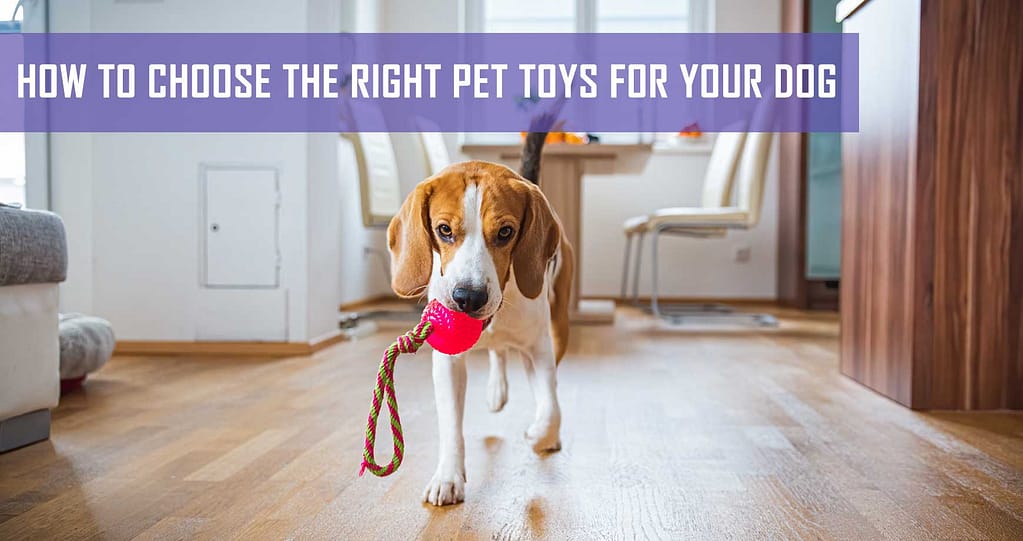 How to Choose the Right Toys for Your Dog