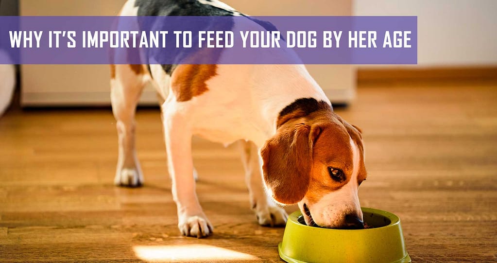 Why It’s Important To Feed Your Dog By Her Age Pet Hero