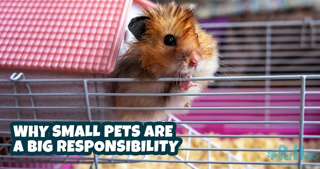 Hamsters as Pets Small Animal Management 130.4(c)4C. - ppt download