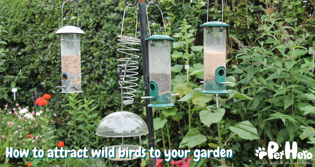How To Attract Wild Birds To Your Garden Pet Hero