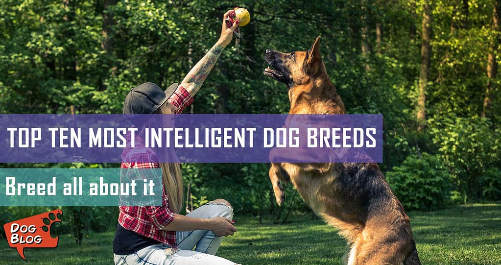 what are the top 10 smartest breed of dog