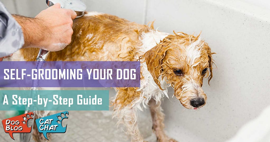 A Stepbystep Guide To Dog Grooming Pet Hero