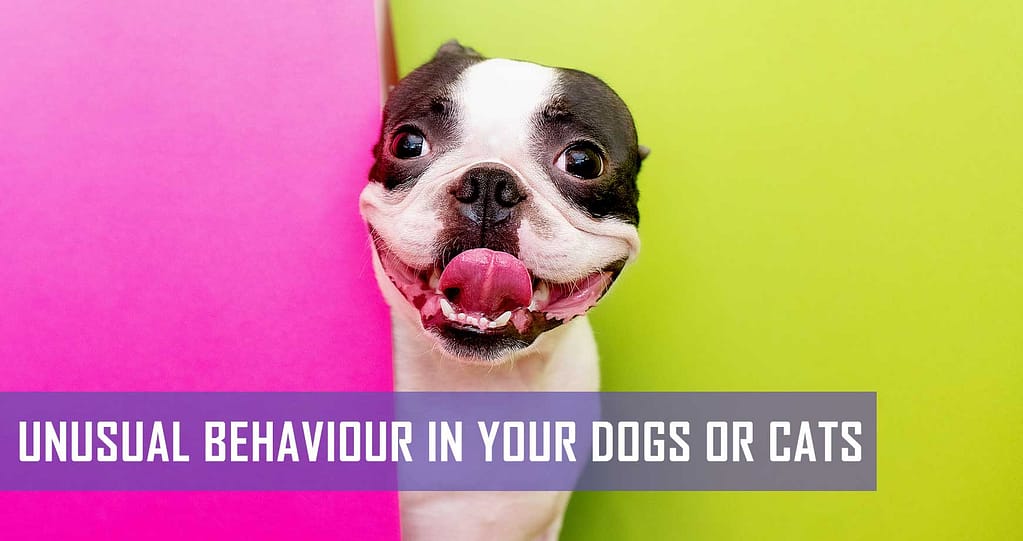 How To Keep Flies Away From Dogs Ears