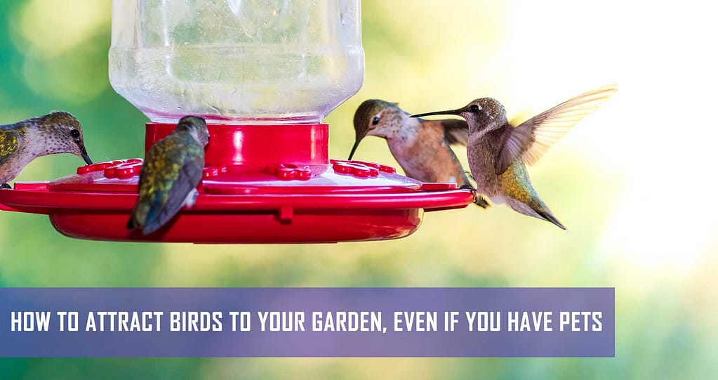 How To Attract Wild Birds To Your Garden Pet Hero