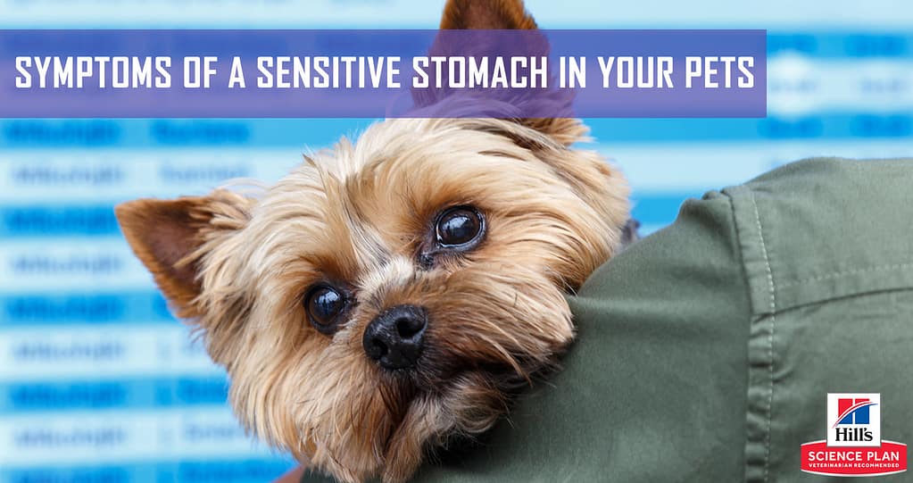 are yorkies stomachs sensitive