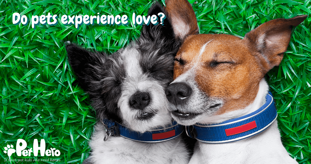 How To Feed Pet Fish Pet Hero