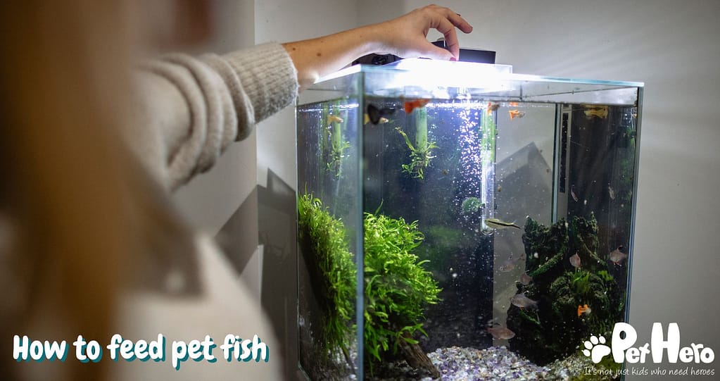 How To Feed Pet Fish | Pet Hero
