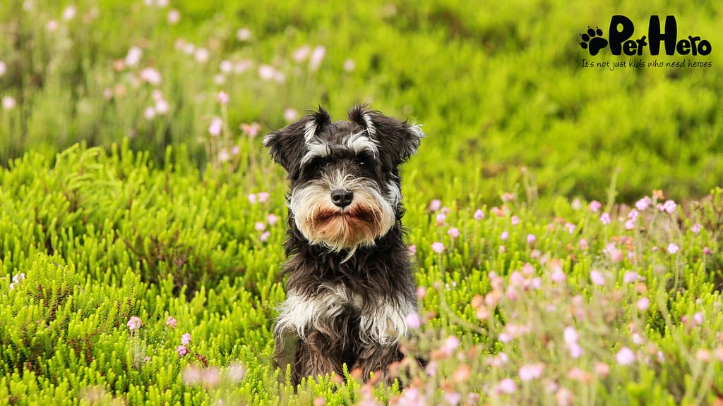 Snazzer Miniature Schnauzer breed - Facts and traits | Pet Hero