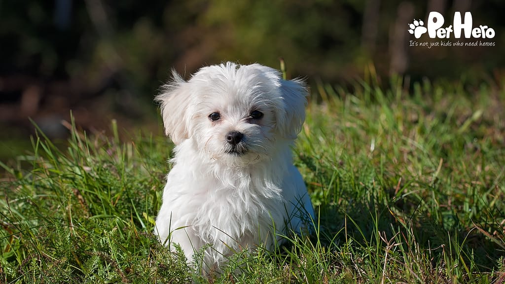 Sale small dog maltese Store Black Friday