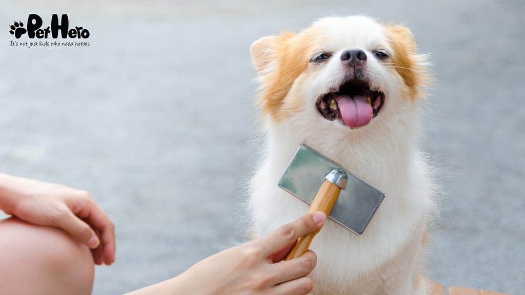 how to groom your dog