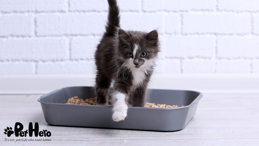 cat wet food calories Five Oceans Wet Food Variety Pack for Cats | Fish Wet Cat Food