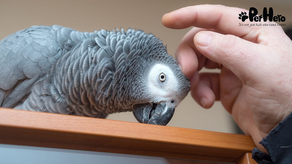 Parrot Exercise How To Begin Training Your Parrot | Pet Hero