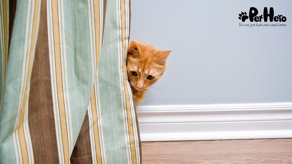 Timid Kitty From shy to confident - 7 ways to transform your cat | Pet Hero