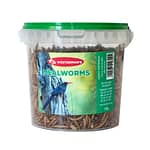 Westerman's Mealworms