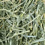 Alfalfa-Hay-Lucerne