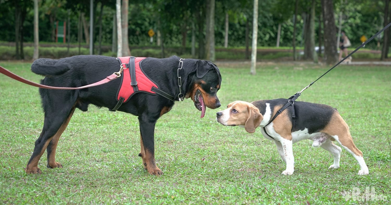 What is the best type of dog harness?