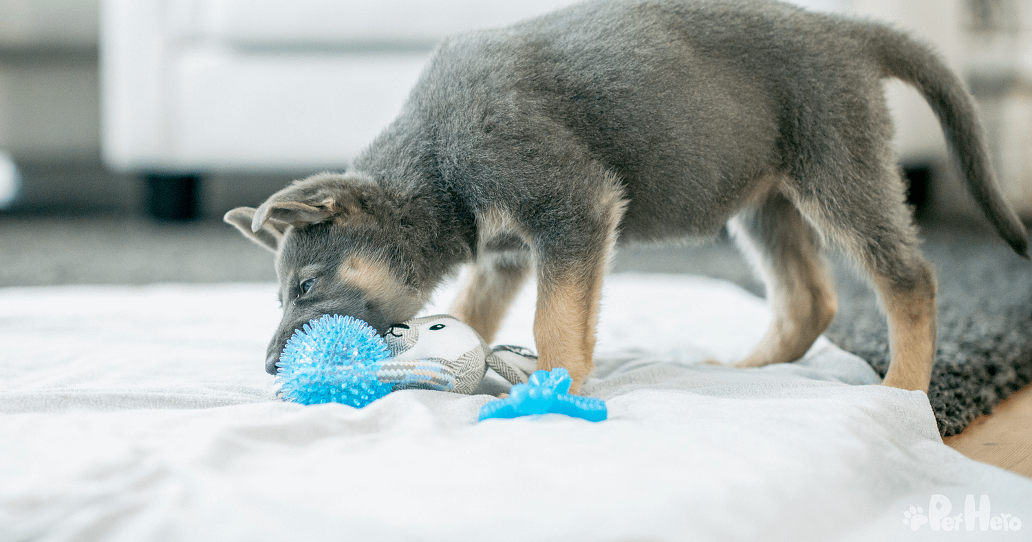 hero dog toys website