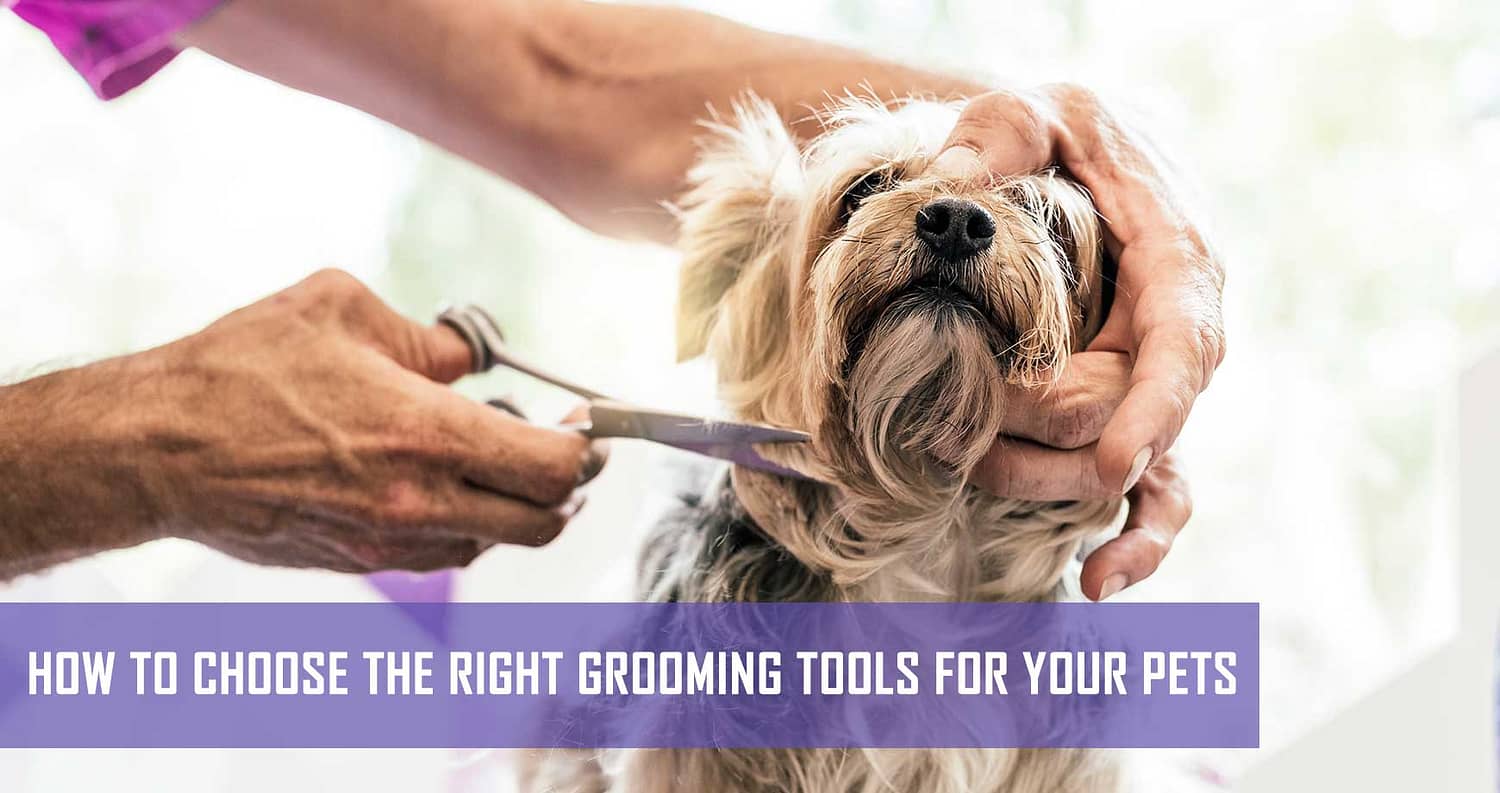 Dog grooming tools outlet and uses