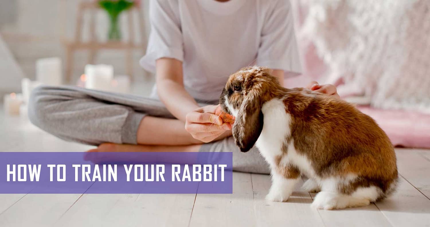 How To Train Your Rabbit | Pet Hero