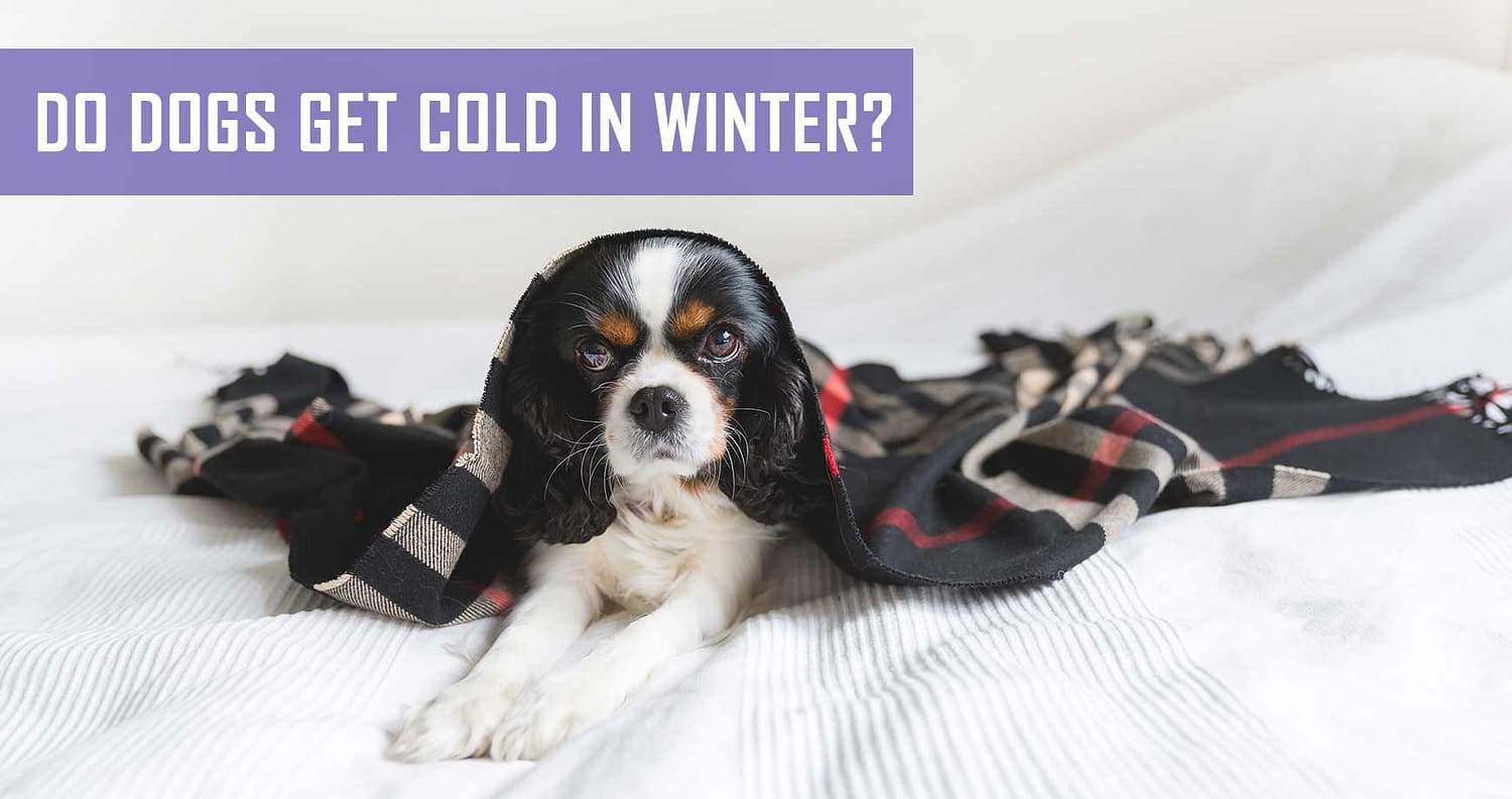 Do Dogs Get Cold In Winter? | Pet Hero