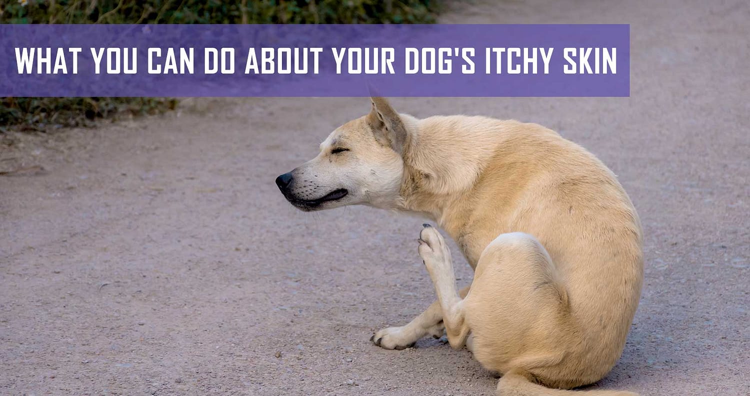 What You Can Do About Your Dog's Itchy Skin Pet Hero