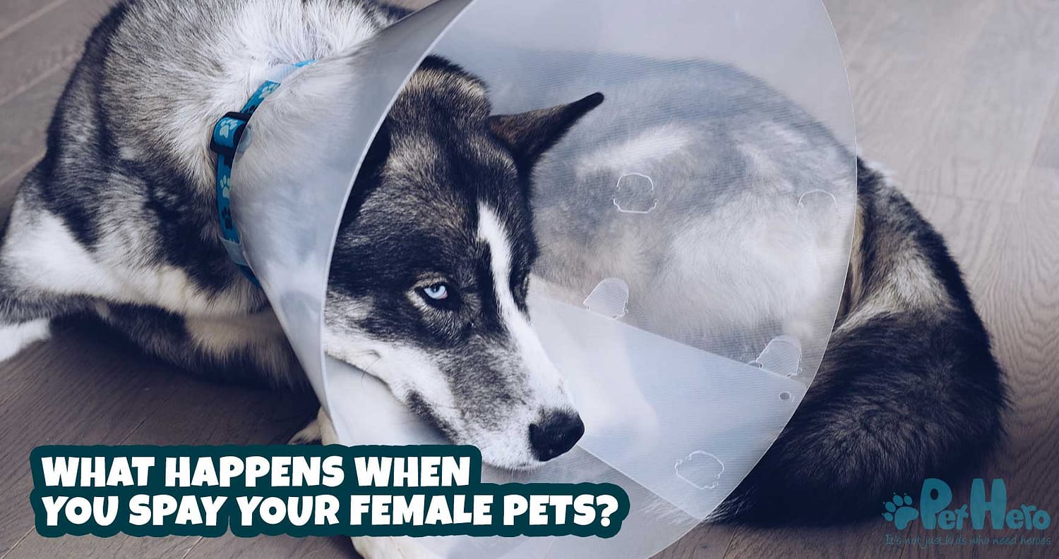 do dogs lose their appetite after being spayed