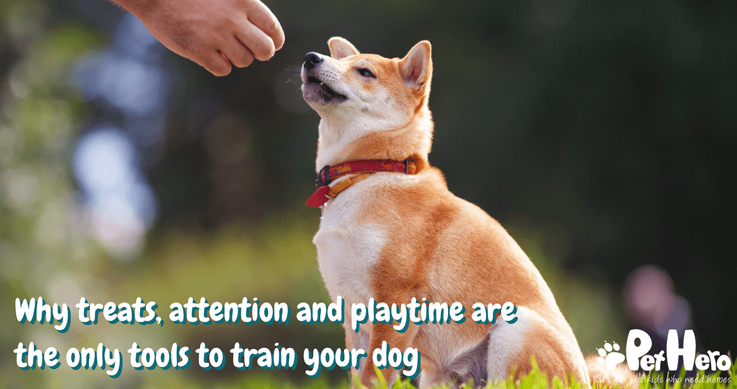 do dog need attention