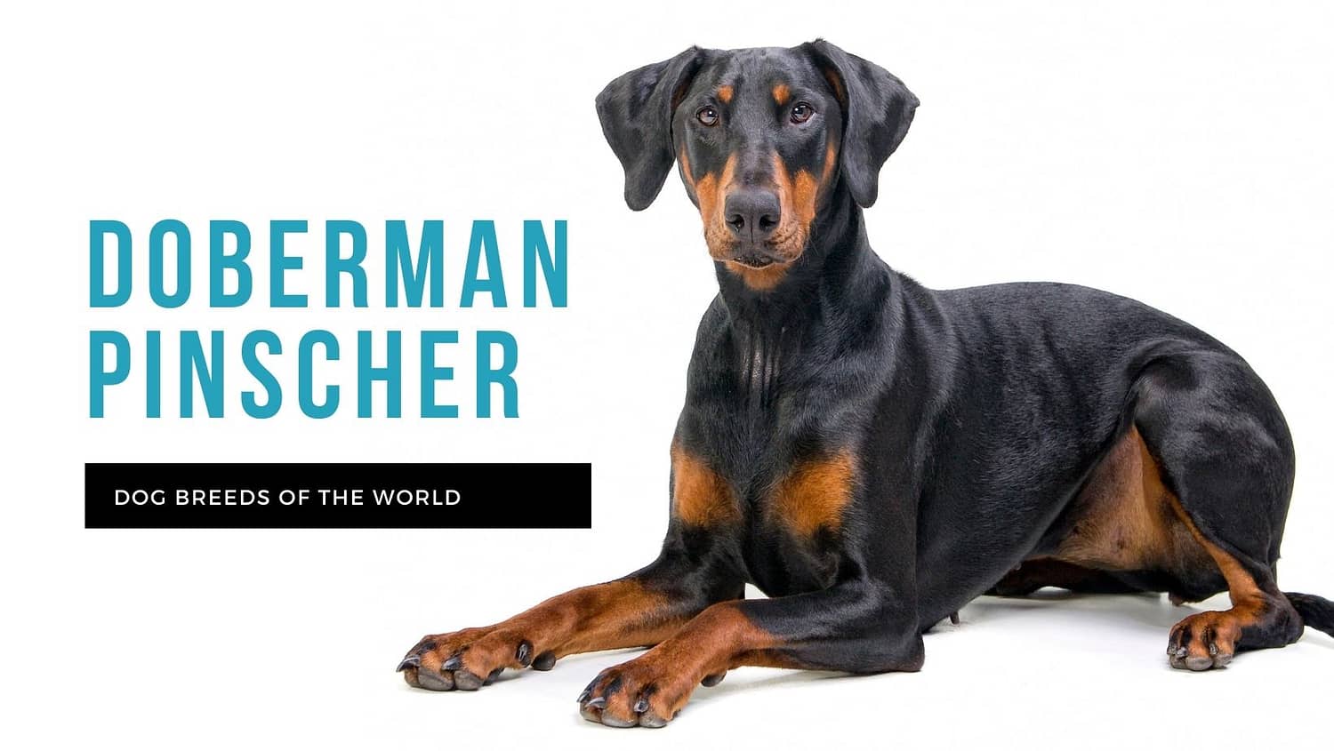 can dobermans live with small dogs