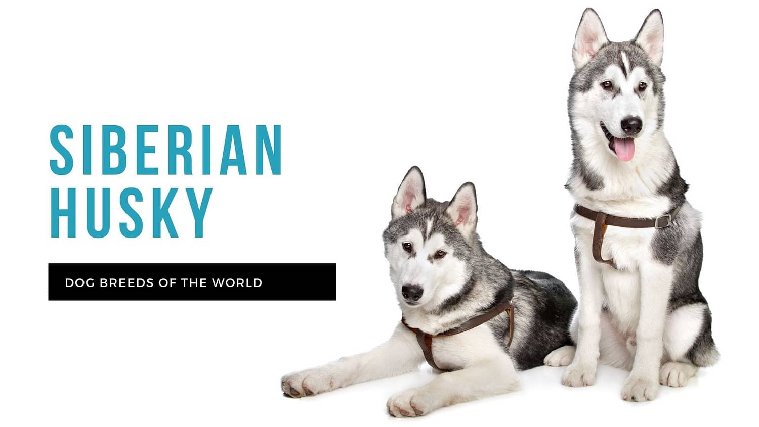 are siberian huskies good service dogs