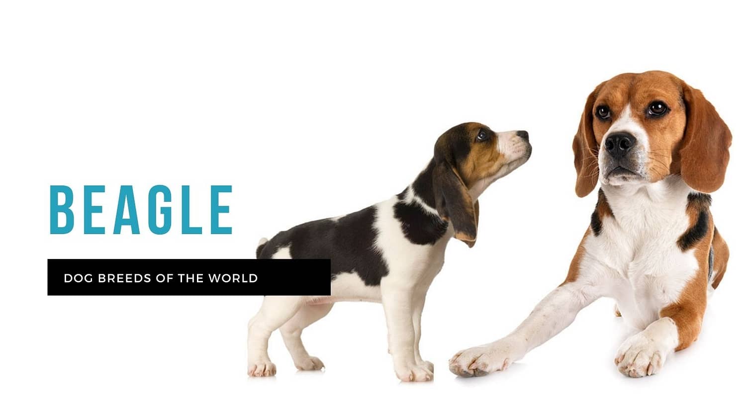 what is the ideal weight for a beagle