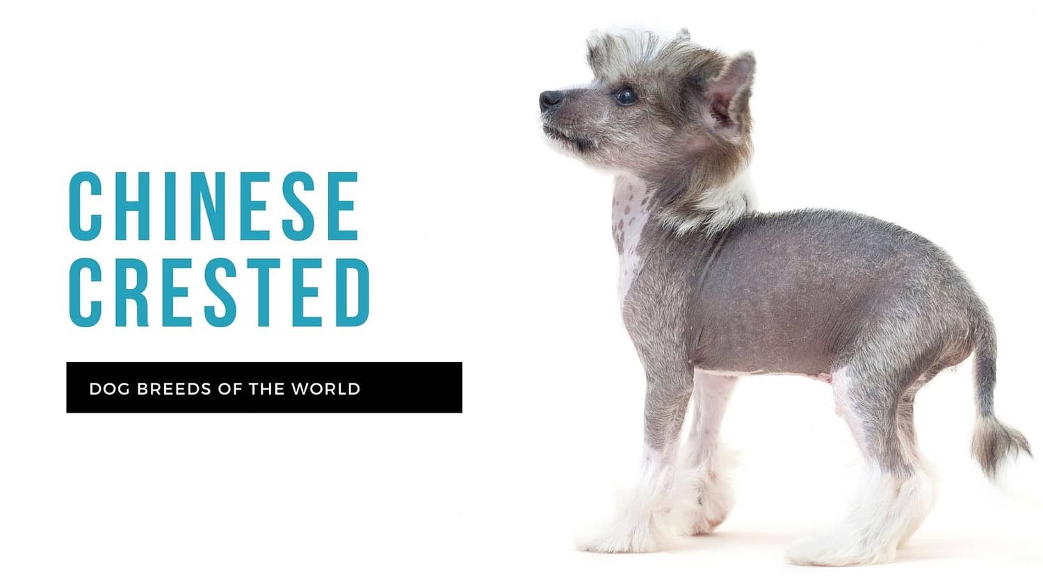 best ways to exercise your chinese crested