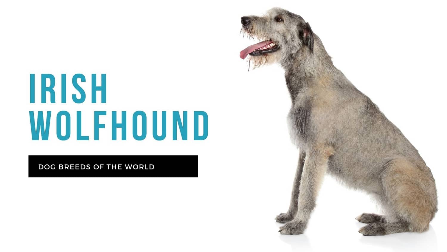 Irish Wolfhound | Pet Hero