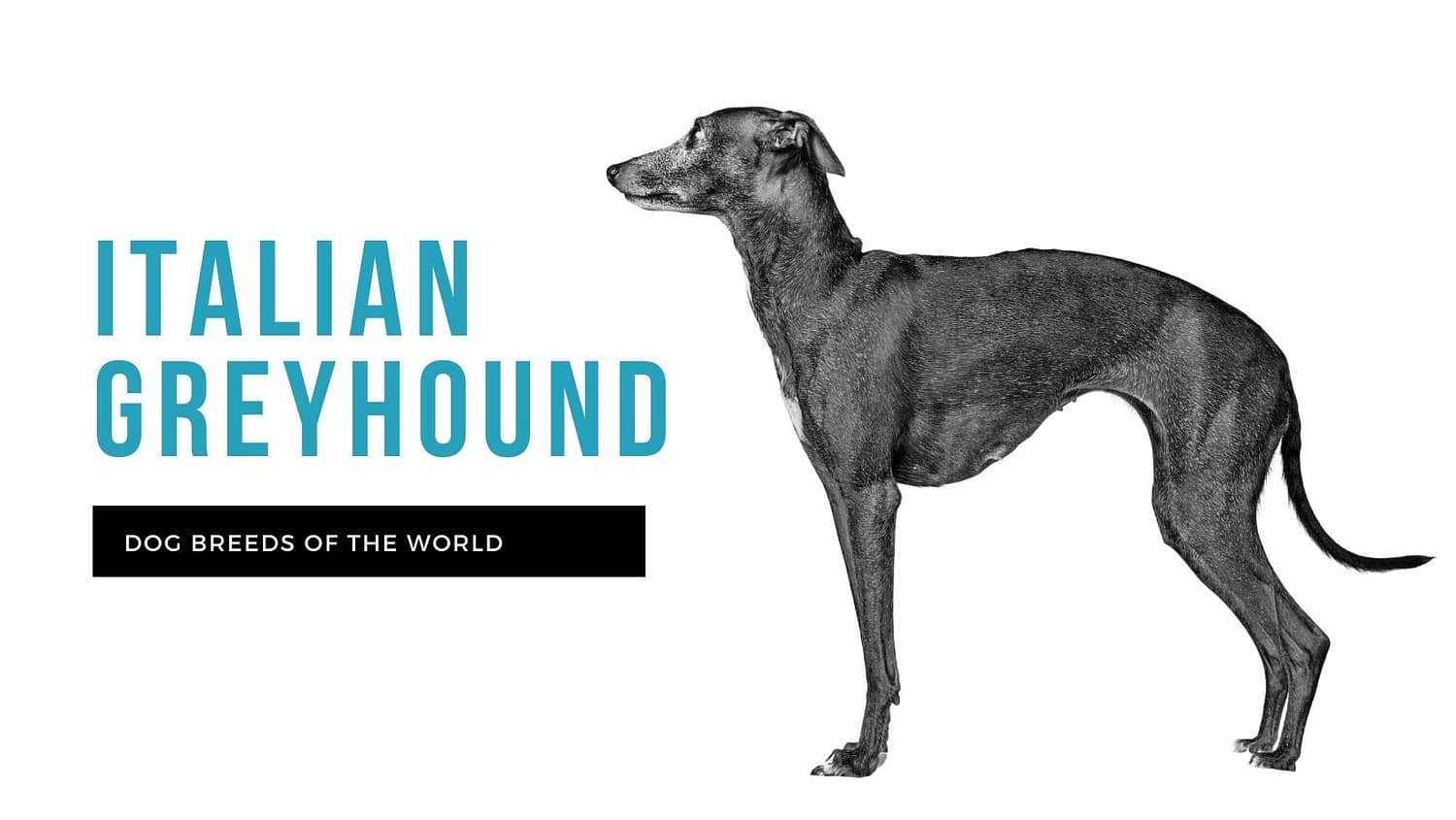 are italian greyhound the most intelligent dogs