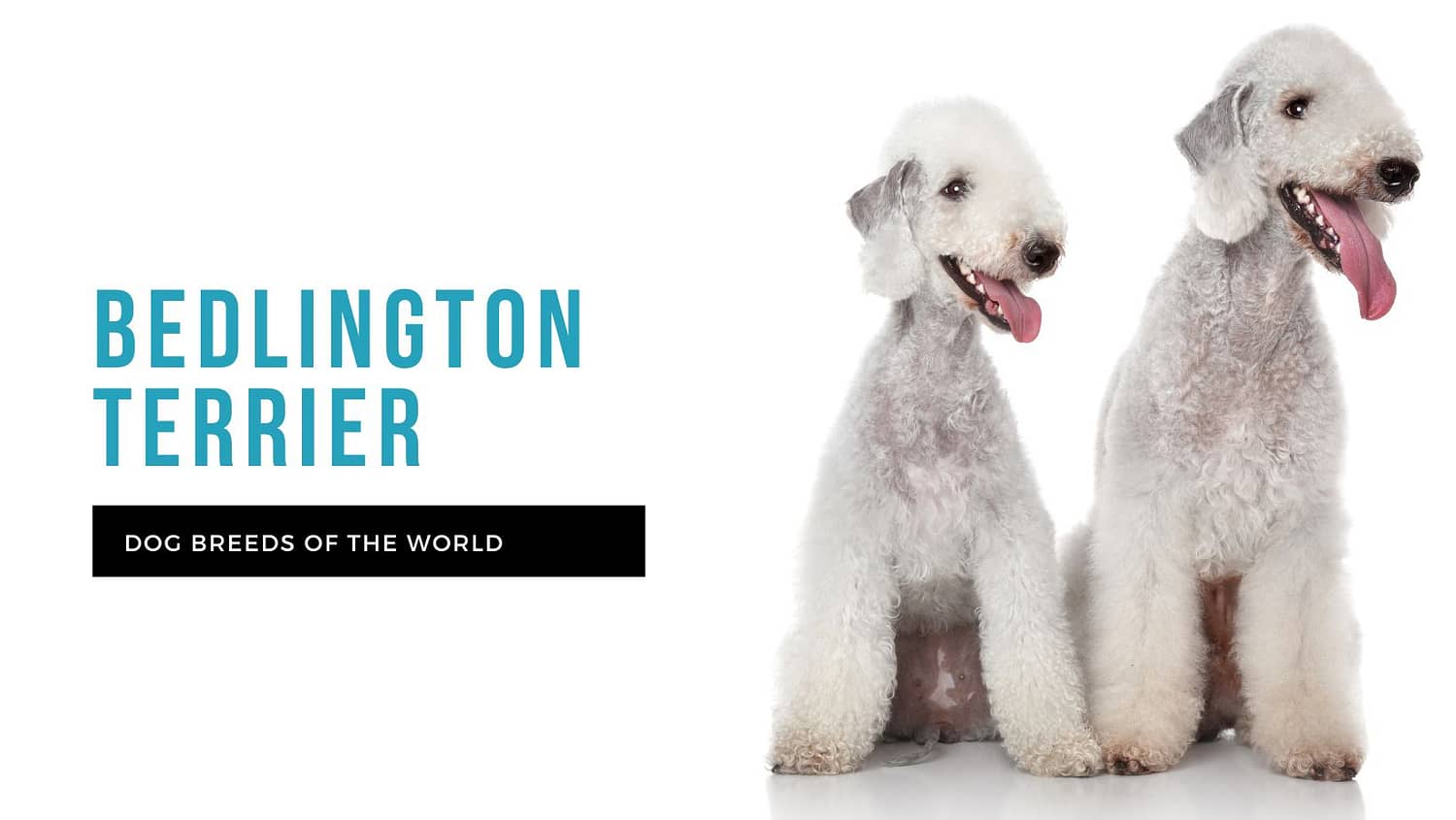 are bedlington terrier the most intelligent dogs