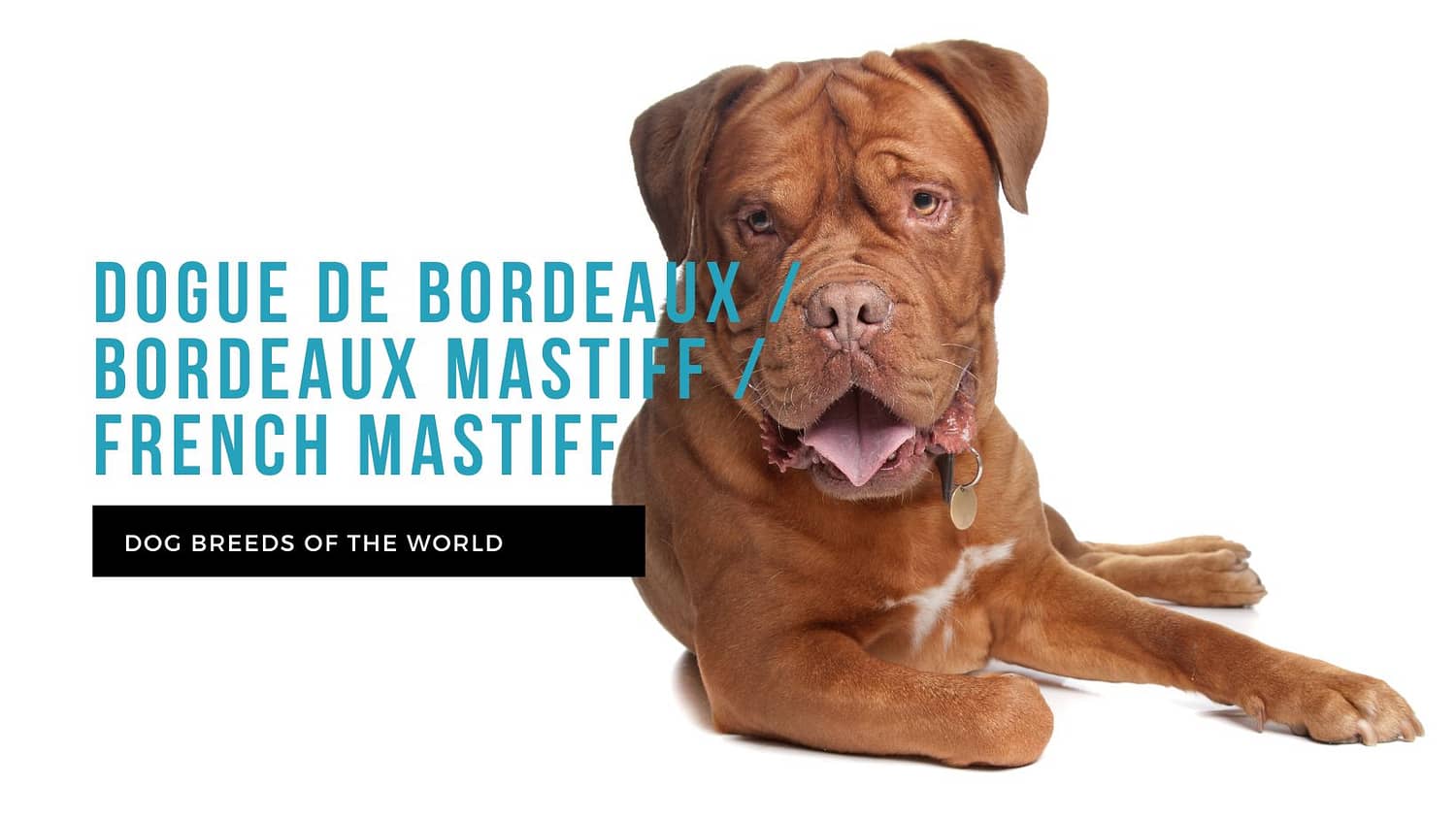 what is the difference between a french mastiff and a dogue de bordeaux